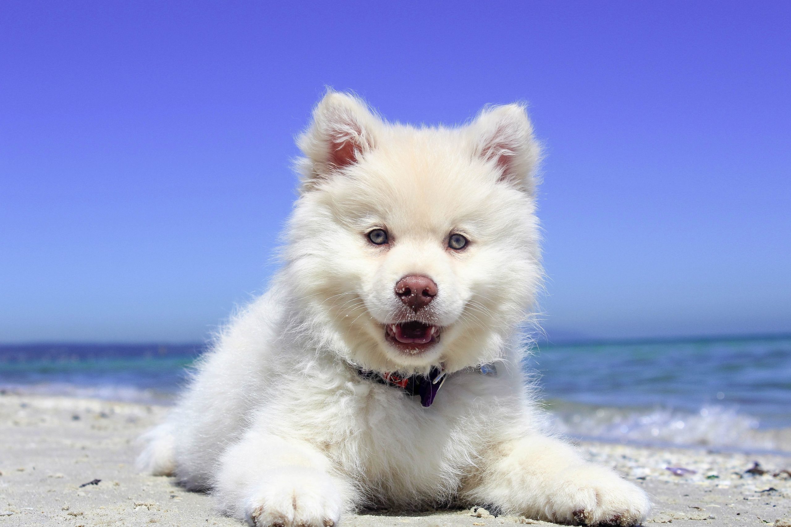 un perro feliz en la playa